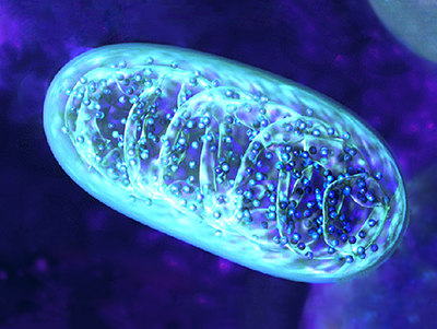 Mitochondrial Protein image