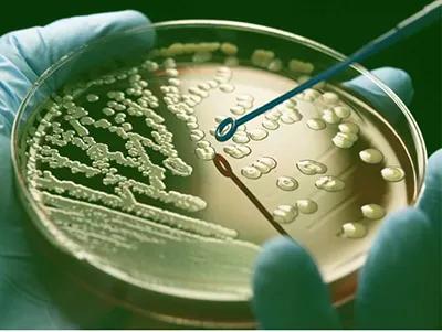 Antibody shaped bacterial colonies